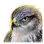 Seeker's Hawk icon