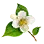 [Event] Jasmine Flower icon