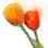 Norma Leight's Tulip icon