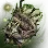 Pulsating Tree Vine icon
