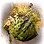 Yolu's Burning Vine icon