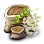 Bundle of 10 Withered Acacia Seeds icon