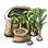Bundle of 10 Garlic Seeds icon