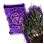 Awakened Dim Tree Spirit Summon Scroll icon