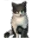 Hungry Cat icon