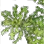 Stringy Herb icon