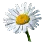 Daisy icon