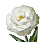 Lisianthus icon