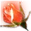 [Ranger Succession] Illezra's Flower Bud icon