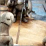Shir's Clue: Queek Queek icon