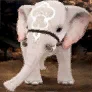 Shakatu's Drawing: White Baby Elephant icon