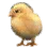 Grandma's Chick icon
