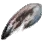 Weathered Cursed Fang icon