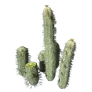 [Manor] Cactus icon