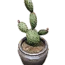 Tall Cactus Pot icon