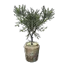 Olive Tree Pot icon