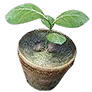 Purified Tree Spirit Sprout icon
