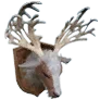 Master's Special Stuffed Elk Head icon