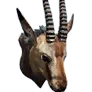 Master's Special Stuffed Gazelle Head icon