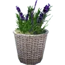 Spring Picnic Flower Pot G icon