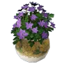 Kamasylvia Flower Pot C icon