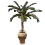 [Event] Mini Coconut Tree icon