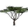 [Manor] Small Acacia Tree icon