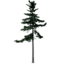 [Manor] Small Alaska Cedar Tree icon