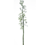 [Manor] Small Bamboo Tree icon