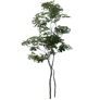 [Manor] Small Birch Tree icon
