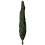[Manor] Cypress Tree icon