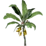 [Manor] Small Banana Plant icon