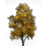 [Manor] Silver Apricot Tree icon