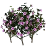 [Event] [Manor] Red Mugunghwa - Full Bloom icon