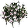[Event] [Manor] White Mugunghwa - Full Bloom icon