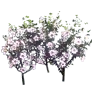 [Event] [Manor] White Mugunghwa - Radiance icon
