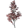[Manor] Maple Tree icon