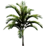 [Manor] Small Palm Tree icon
