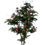[Manor] Red Camellia Tree icon
