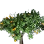 [Manor] Small Tangerine Tree icon