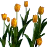 [Event] [Manor] Orange Tulips icon