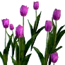[Event] [Manor] Purple Tulips icon