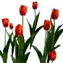 [Event] [Manor] Red Tulips icon
