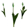 [Manor] Budding Red Tulip icon