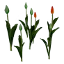 Budding Red Tulip icon