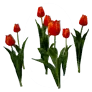Blossoming Red Tulip icon