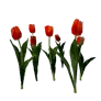 Fully Bloomed Red Tulip icon