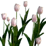 [Event] [Manor] White Tulips icon