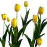 [Event] [Manor] Yellow Tulips icon