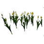 [Manor] Budding Yellow Tulip icon